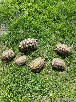 Griechische Landschildkröte THB Bild 4
