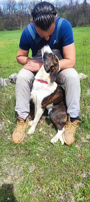 Posavski Gonic Mix Hündin 1J 58cm 22kg bundesweit ausreisebereit  Bild 5