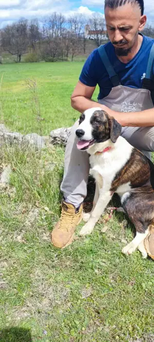 Posavski Gonic Mix Hündin 1J 58cm 22kg bundesweit ausreisebereit  Bild 3