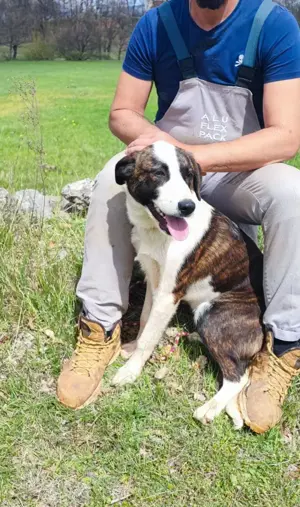 Posavski Gonic Mix Hündin 1J 58cm 22kg bundesweit ausreisebereit  Bild 4