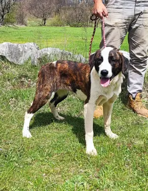 Posavski Gonic Mix Hündin 8Mon 50cm 17kg bundesweit ausreisebereit 