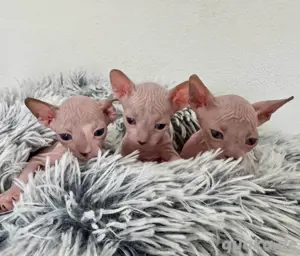 Wunderschöne reinrassige Don Sphynx Kitten Katzenbaby