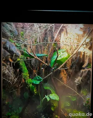 !Terrarien Rückwand Gestaltung ! Bild 3
