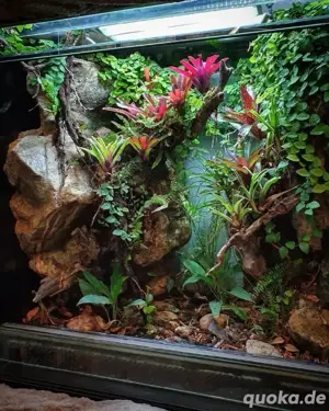 !Terrarien Rückwand Gestaltung !