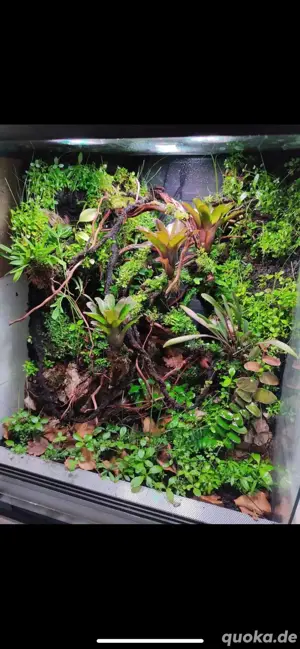 !Terrarien Rückwand Gestaltung ! Bild 5
