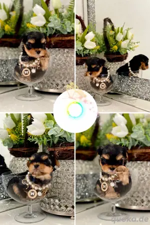 Yorkshire Terrier Welpen