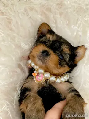 Yorkshire Terrier Welpen