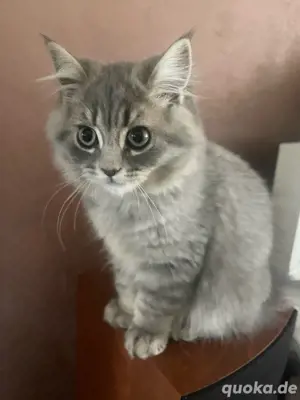 BKH-Kitten 