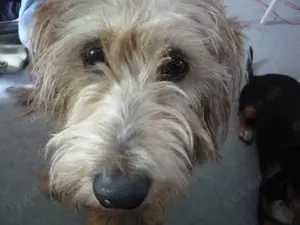 Biete liebevolle familiäre Hundebetreuung Hundesitting an