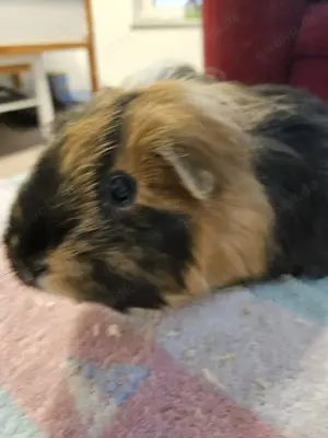Meerschweinchen 