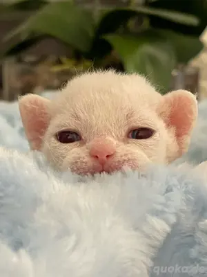 Wundervolle Devon Rex Kitten