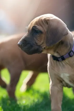 Rhodesian Ridgeback Welpen