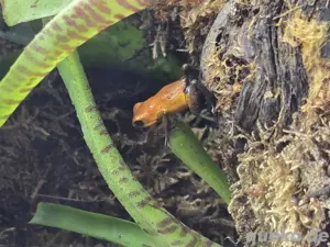 1.1.0 Oophaga Christobal "Las Perlas" legend