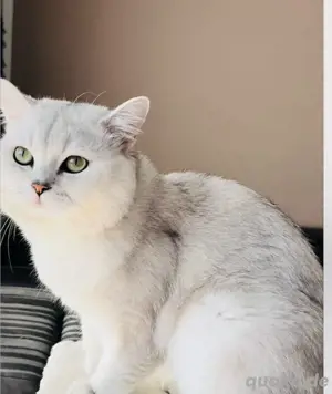 Erfahrener BKH Deckkater