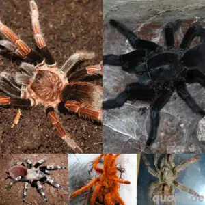 11 Vogelspinnen als Komplettpaket Bestandsverkleinerung 