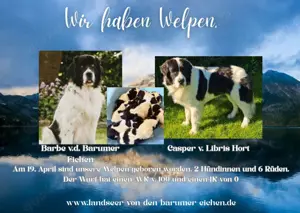 WURFMELDUNGUNG  Landseer v. d. Barumer Eichen 