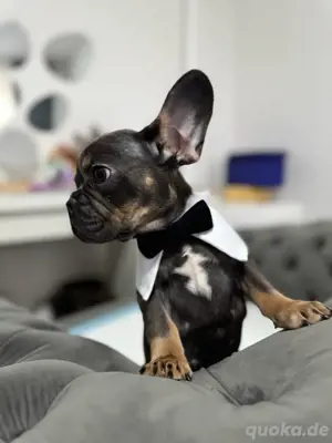 Unsere kleinen Bullys sind jetzt bereit, in ihr neues Zuhause zu ziehen!