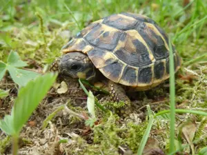 Griechische Landschildkröten: Testudo hermanni hermanni (Westrasse)