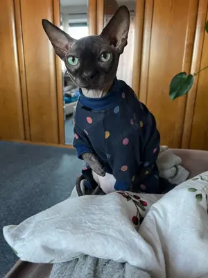 Deckkater Sphynx
