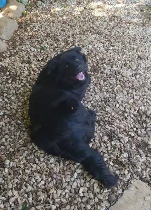Rüde 7,5Mon 40cm 15kg Samojede Mix Traumhund VOM HUNDETRAINER