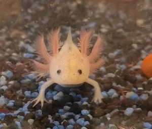Junge Axoloti abzugeben