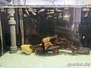 männlicher und weiblicher Guppy 