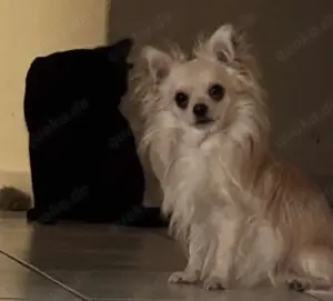 Chihuahua sucht Mädels