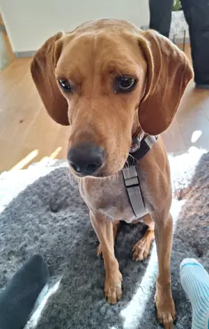 Scooby - ausgeglichener Pointer-Mix möchte eine eigene Familie