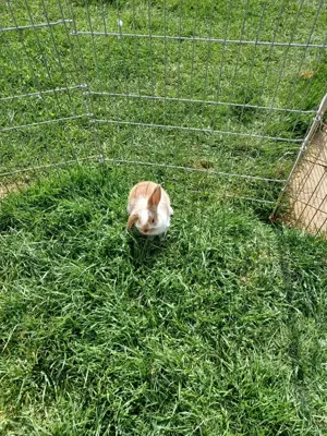 Zwergkaninchen Kastriertes Männchen und Weibchen  Bild 10