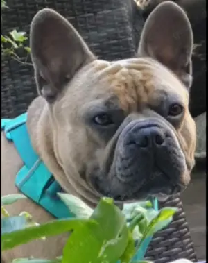 Deckrüde kein Verkauf  Französische Bulldogge  Bild 3