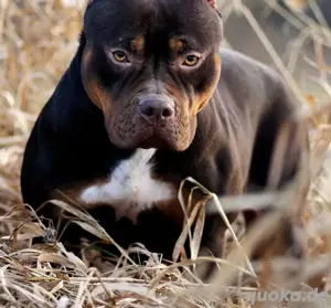 American Bully Welpen XL aus top Verpaarung 