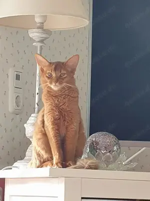 Wunderschöne Somali Kitty, sorrel, Stammbaum! kastriert
