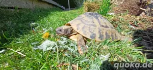 Testudo Hermanni Schildkröte 2006