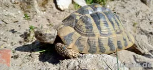 Testudo Hermanni Schildkröte 2004