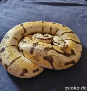 Königsphytons 1.0 Enchi Bumblebee 