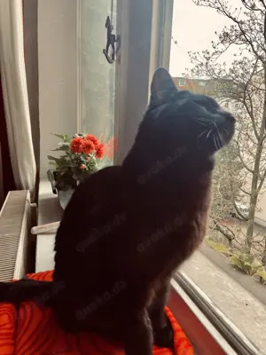 Zwei Supersüße ältere Katzen (EKH) 