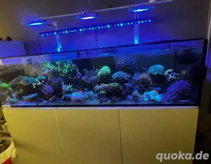 Meerwasseraquarium abzugeben 