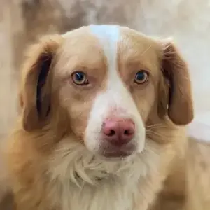 Jakobus, geb. ca. 10 2023, lebt auf einer Pflegestelle in 30655 Hannover 