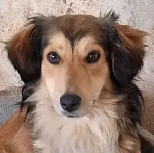 Jannes, geb. ca. 04 2023, lebt auf einer Pflegestelle in 52064 Aachen   