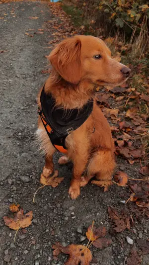 Charlie sucht ein neues Zuhause. 