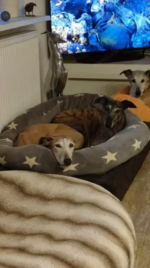 Galga Nerea - ein ganz liebes und feines Mädchen Bild 3