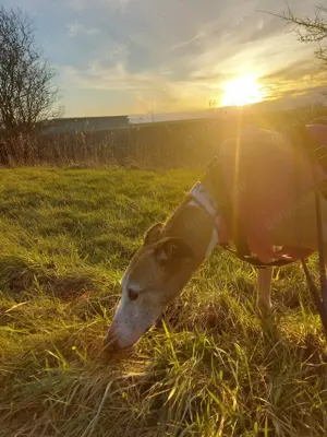 Galga Nerea - ein ganz liebes und feines Mädchen Bild 2
