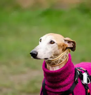 Galga Nerea - ein ganz liebes und feines Mädchen Bild 4