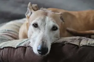 Galga Nerea - ein ganz liebes und feines Mädchen Bild 5