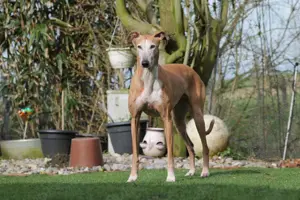 Galga Nerea - ein ganz liebes und feines Mädchen Bild 6