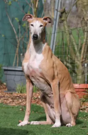 Galga Nerea - ein ganz liebes und feines Mädchen Bild 7