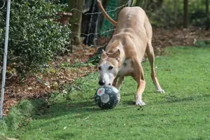 Galga Nerea - ein ganz liebes und feines Mädchen Bild 8