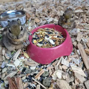 Sibirisches männliches Streifenhörnchen abzugeben