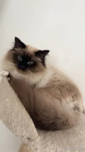 Heilige Birma Kater 