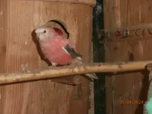 Bourkesittiche